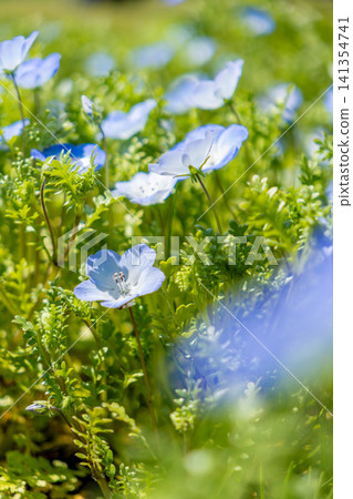Blue nemophila flowers Blue nemophila flowers 141354741
