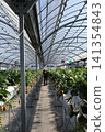 Strawberries grown in greenhouses 141354843
