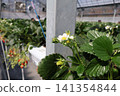 White strawberry flowers in a strawberry farm 141354844