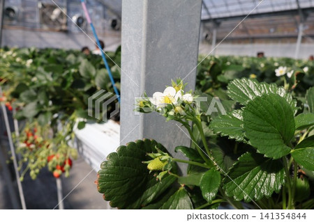 White strawberry flowers in a strawberry farm White strawberry flowers in a strawberry farm 141354844