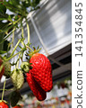 Crimson strawberries 141354845