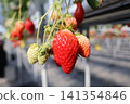 Red strawberries at the strawberry picking farm 141354846