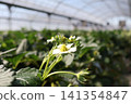 White strawberry flowers 141354847