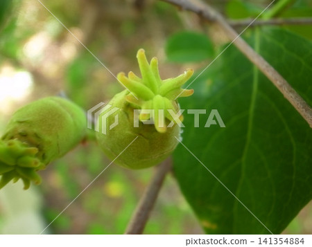 Fruit of a rhubai Fruit of a rhubai 141354884