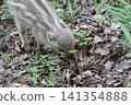 Wild boar eating grass 141354888