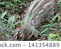 Wild boar eating grass 141354889
