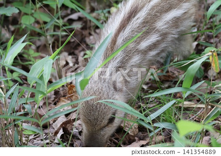 Wild boar eating grass 141354889