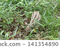 Wild boar eating grass 141354890