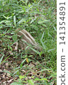 Wild boar eating grass 141354891