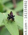 Insects that stop on the leaves 141354892