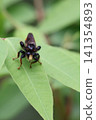 Insects that stick to the leaves 141354893