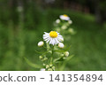  White flower 141354894