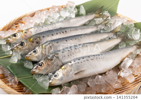 [千葉縣] 日本沙丁魚，去鱗。 141355204