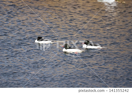 Common Merganser swimming in the river 141355242
