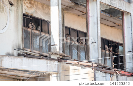 Group of monkey family living on the old buildings in the downtown of Lopburi province, Thailand. monkey population grew and monkeys were causing trouble everywhere. Group of monkey family living on the old buildings in the downtown of Lopburi province, Thailand. monkey population grew and monkeys were causing trouble everywhere. 141355243