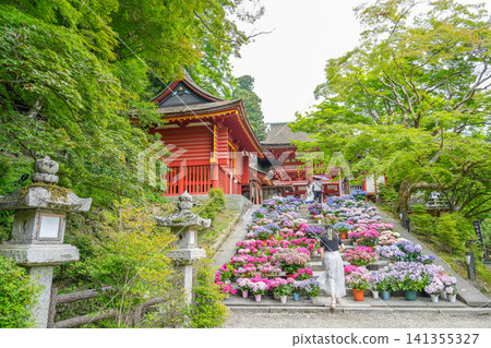 遊客穿過奈良縣櫻井市丹山神社正門前兩旁種滿繡球花的台階,周圍綠樹環繞。 遊客穿過奈良縣櫻井市丹山神社正門前兩旁種滿繡球花的台階,周圍綠樹環繞。 141355327