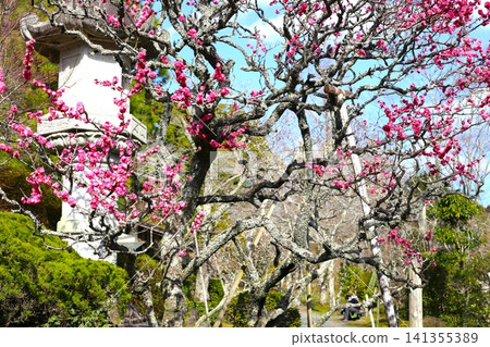 Red plum tree Red plum tree 141355389