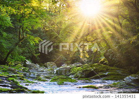 Beautiful light rays in Kikuchi Valley Beautiful light rays in Kikuchi Valley 141355431