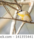 Striated Pardalote 141355441