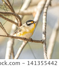 Striated Pardalote 141355442