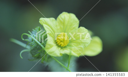 家庭花園裡盛開的西瓜花：夏日裡充滿活力的景象。 141355583
