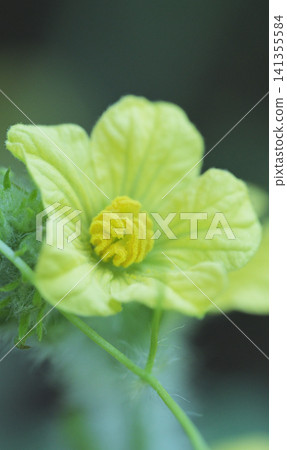 家庭花園裡盛開的西瓜花:夏日裡充滿活力的景象。 家庭花園裡盛開的西瓜花:夏日裡充滿活力的景象。 141355584