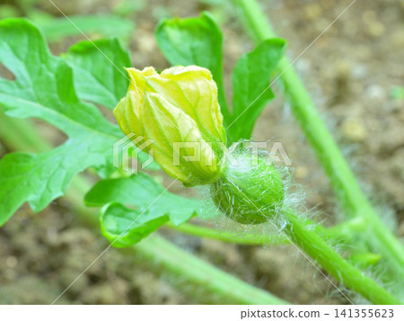 Close-up shots of watermelon flowers and small fruits growing in a home garden: A summer scene of growth. Close-up shots of watermelon flowers and small fruits growing in a home garden: A summer scene of growth. 141355623