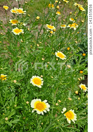 植物：Syungyoku（菊科） 141355656