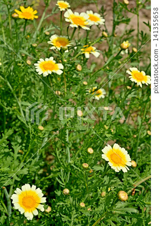 植物:Syungyoku(菊科) 植物:Syungyoku(菊科) 141355658