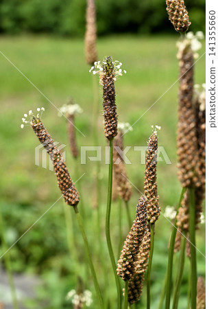 植物:Planthill Fungaceae 植物:Planthill Fungaceae 141355660