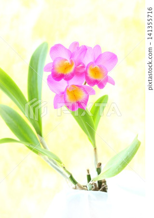 Miniature Cattleya, pink flowers, "Petit Pierrot," against a bright background. Miniature Cattleya, pink flowers, "Petit Pierrot," against a bright background. 141355716