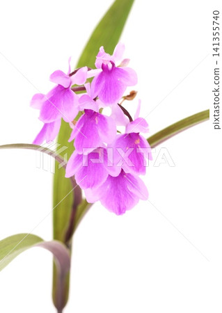 Yume Chidori Ucho Orchid Small orchid bright background Yume Chidori Ucho Orchid Small orchid bright background 141355740