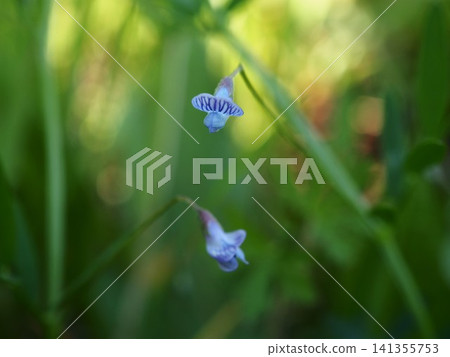 The small flowers of the Kasumagusa bloom in the spring fields. The small flowers of the Kasumagusa bloom in the spring fields. 141355753