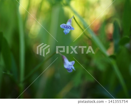 The small flowers of the Kasumagusa bloom in the spring fields. The small flowers of the Kasumagusa bloom in the spring fields. 141355754