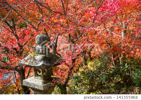 lantern by autumn maple leaf of Hasedera Temple, Sakurai, Nara lantern by autumn maple leaf of Hasedera Temple, Sakurai, Nara 141355968