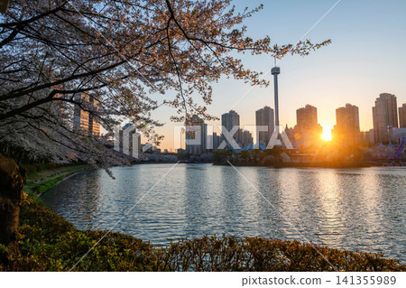 cherry tunnel by Seokchon Park and Lotte magic island at sunset, Seoul cherry tunnel by Seokchon Park and Lotte magic island at sunset, Seoul 141355989