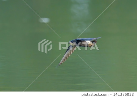 一隻針尾雨燕低空掠過水面的景象：野生動物生命中的一刻。 141356038