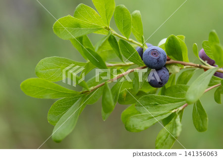 Ripe blue berries of Dwarf bilberry on a branch with leaves. Ripe blue berries of Dwarf bilberry on a branch with leaves. 141356063