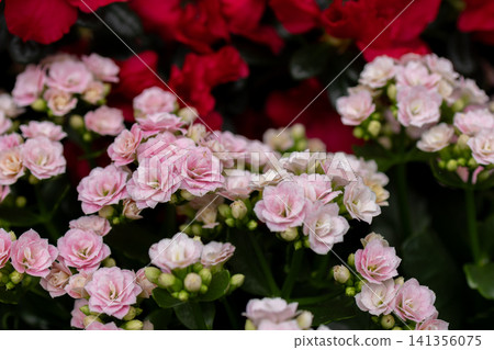 Light pink cluster of Flaming Katy flowers with green leaves. 141356075