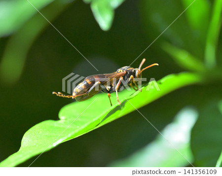 A paper wasp perched on a gardenia leaf: an insect of the summer garden. 141356109