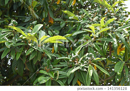 Tree: Loquat Rosaceae Tree: Loquat Rosaceae 141356128