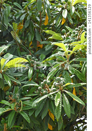Tree: Loquat Rosaceae 141356129