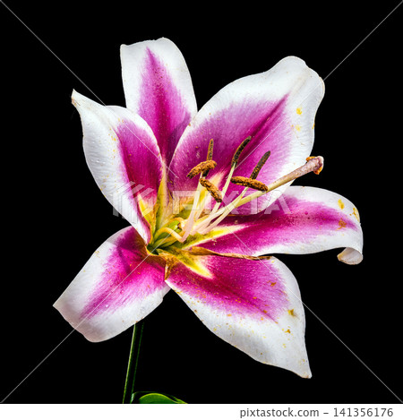 Vibrant pink and white lily flower on black background Vibrant pink and white lily flower on black background 141356176