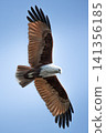 Brahminy Kite 141356185