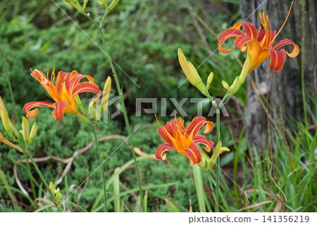 Park flowers Park flowers 141356219