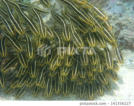 一群鯰魚（線蟲）的水下照片。 141356227