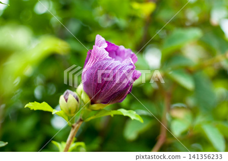 一朵重瓣木槿花開始凋謝 一朵重瓣木槿花開始凋謝 141356233