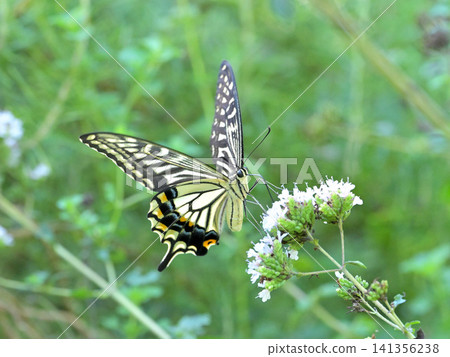 A swallowtail butterfly feeding on nectar from oregano flowers; swallowtail butterflies fluttering in the summer garden. A swallowtail butterfly feeding on nectar from oregano flowers; swallowtail butterflies fluttering in the summer garden. 141356238