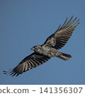Torresian Crow 141356307