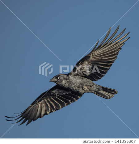 Torresian Crow Torresian Crow 141356307